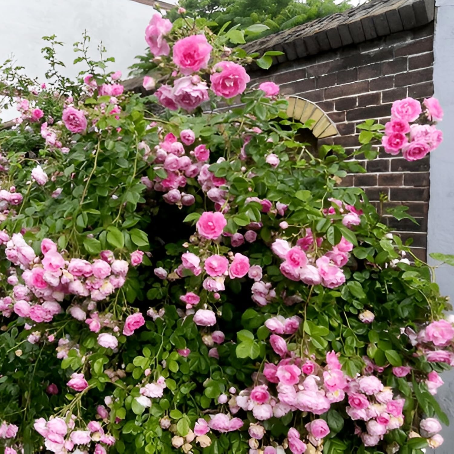 Earth Hopper Imported Hybrid Climbing Rose Flower Mix Seeds, Year-Round Blooms (Pack of 250+ Seeds) - Image 6 thumbnail