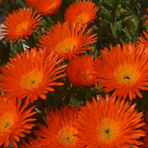 Outsidepride 10000 Semillas Dorotheanthus Ice Plant Orange Ground Cover Seeds for Planting Outsidepride 10000 Semillas Dorotheanthus Ice Plant Orange Ground Cover Seeds for Planting