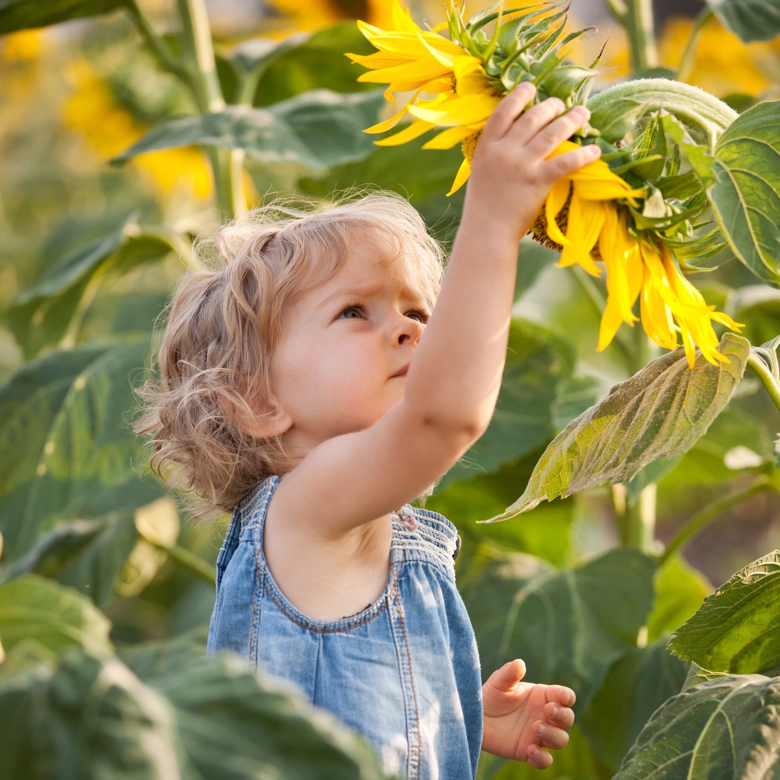 Lécithine en poudre - Lécithine pure à base de graines de tournesol, émulsifiant E322 - Sans allergène et sans gluten - Lécithine de tournesol naturelle - Seau PE-HD de 1,2 kg