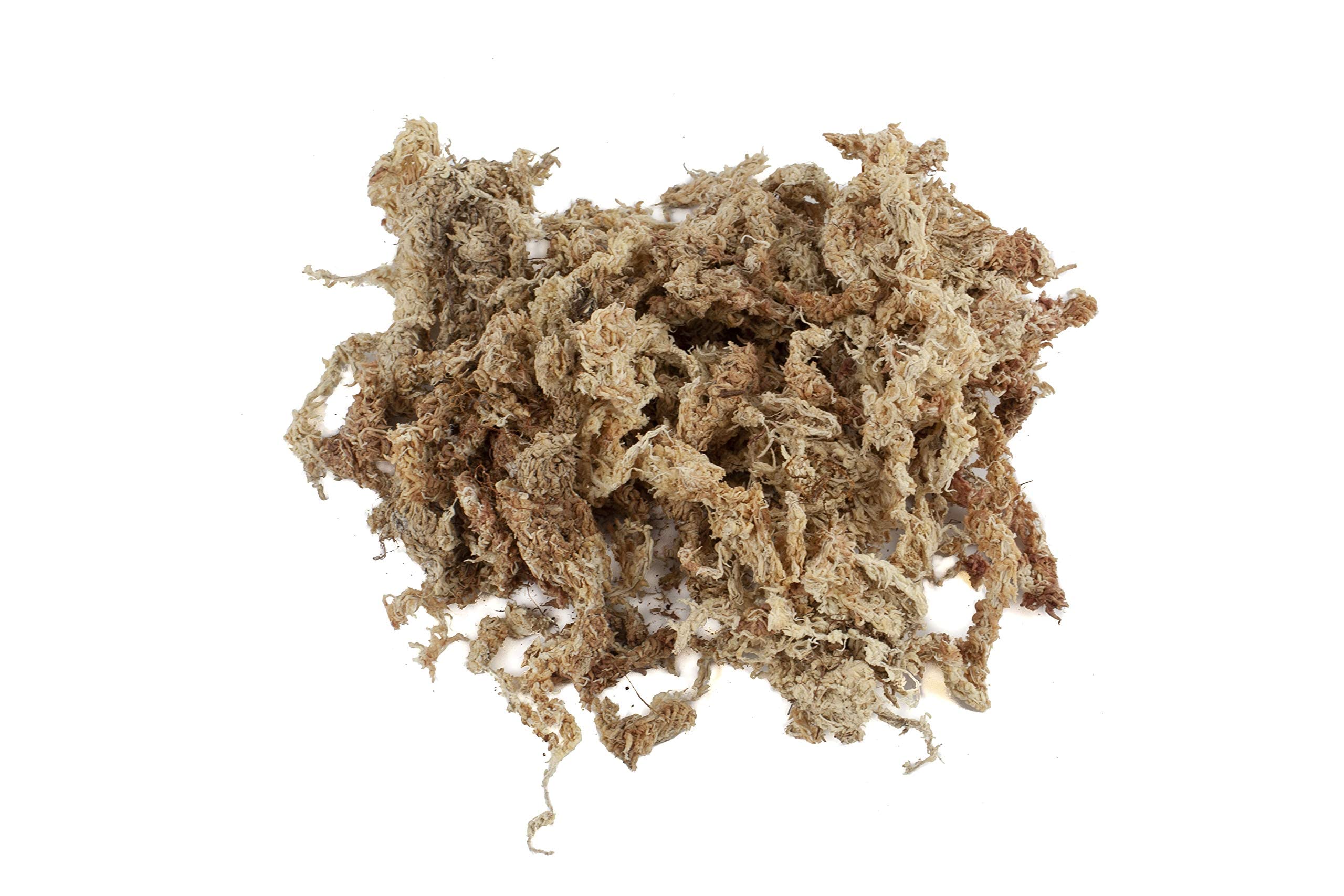 Sphaigne de sphaigne pour Terrarium et orchidées du Chili 150 g à 5000g (1x150 g)