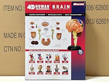 Amazon | 4D立体パズル 人体解剖モデル 人間の脳 4D Human 626008
