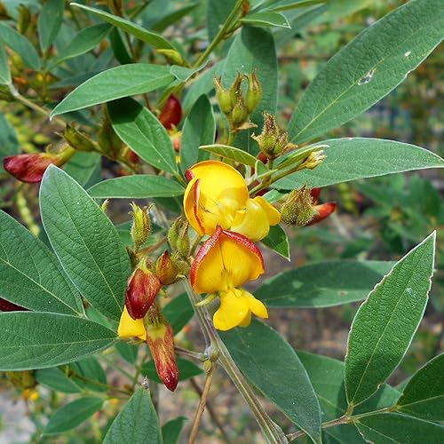 Miniatura 5 de YEGAOL Garden - Semillas de cajún de cajún tolerantes a la sequía, fáciles de cultivar, orgánicas, sin OMG, cortavientos para exteriores, 10 piezas