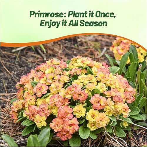 Miniatura 6 de Outsidepride 10 semillas anuales Primula común Primrose Primlet Yellow Sunrise Flower Seeds para plantar