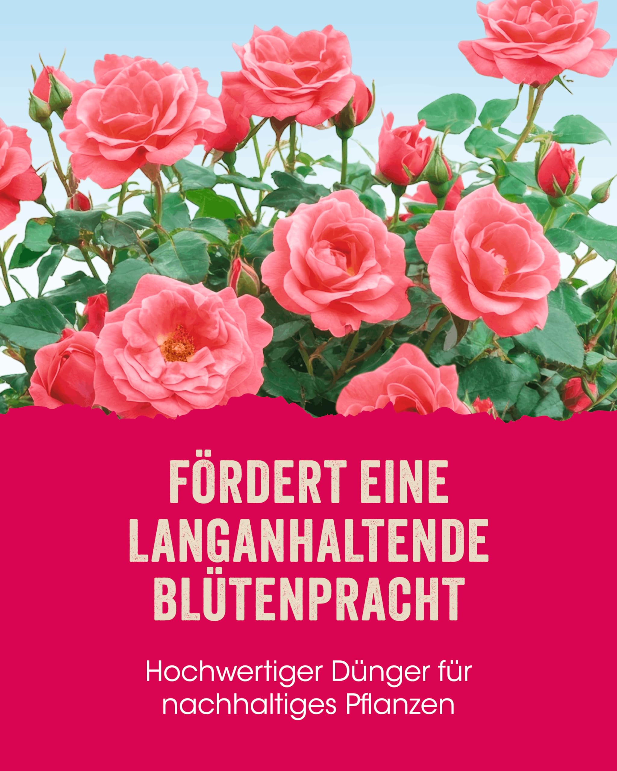 Allflor Rosen-Dünger 2 x 2,5 Kg in der Faltschachtel I Rosendünger mit organisch-mineralischer Nährstoffkombination und spezieller Rosen-Formel I NPK-Dünger 5+7+4 plus Magnesium