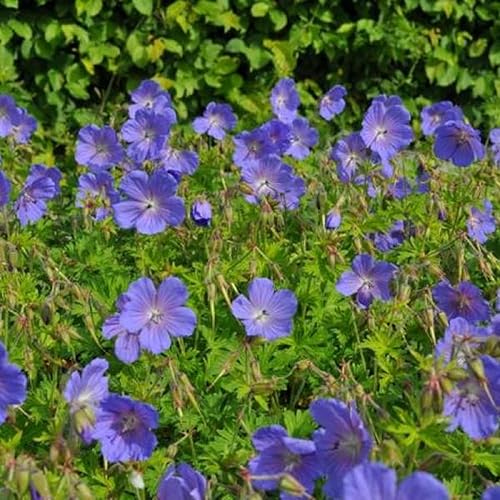 Miniatura 4 de CHUXAY GARDEN Semilla de geranios azules raros, 100 semillas de pelargonios, cariños, planta de flores, reliquia, plantas con flores aromáticas,