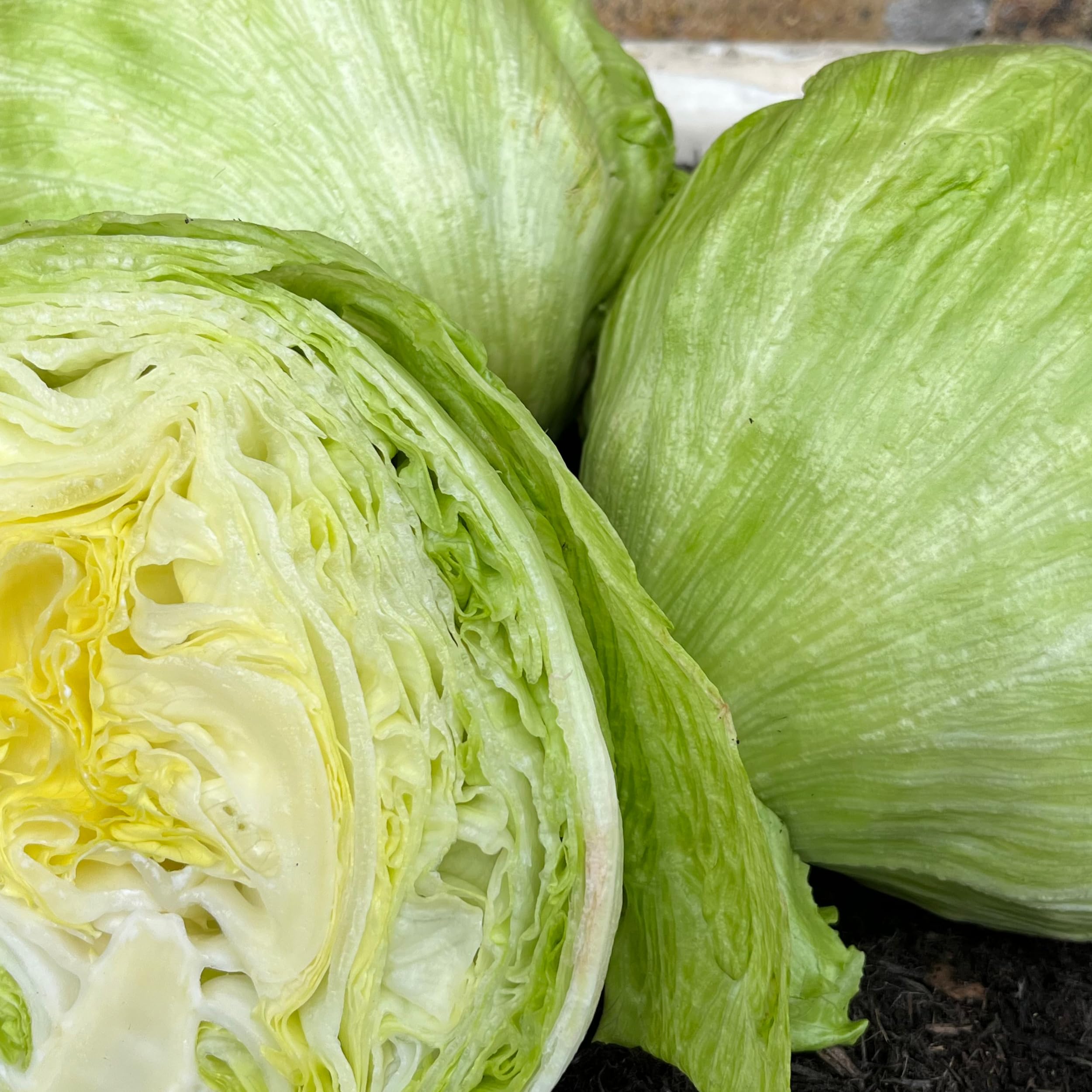 Iceberg Lettuce Seeds – 500 Seeds of Crisp Saladin Lettuce – Suitable for Indoor & Outdoor Planting in Pots or Soil in Yard, Balcony or Garden – Packed in UK by Meldon Seeds