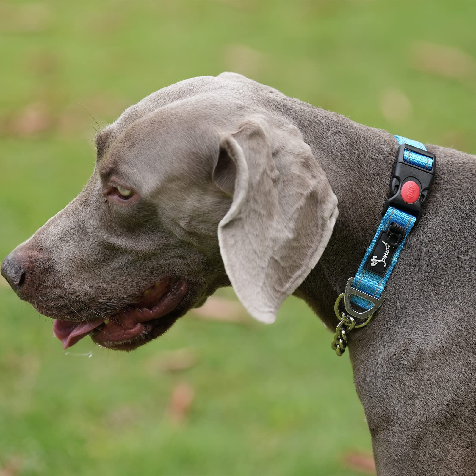 PETTOM Collare Semistrozzo per Cani Cane Addestramento Collari con Catena Regolabile Riflettente Anello di Metallo Nylon Imbottito Fibbia di Sicurezza Martingale Collare per Camminare Allenarsi Blu