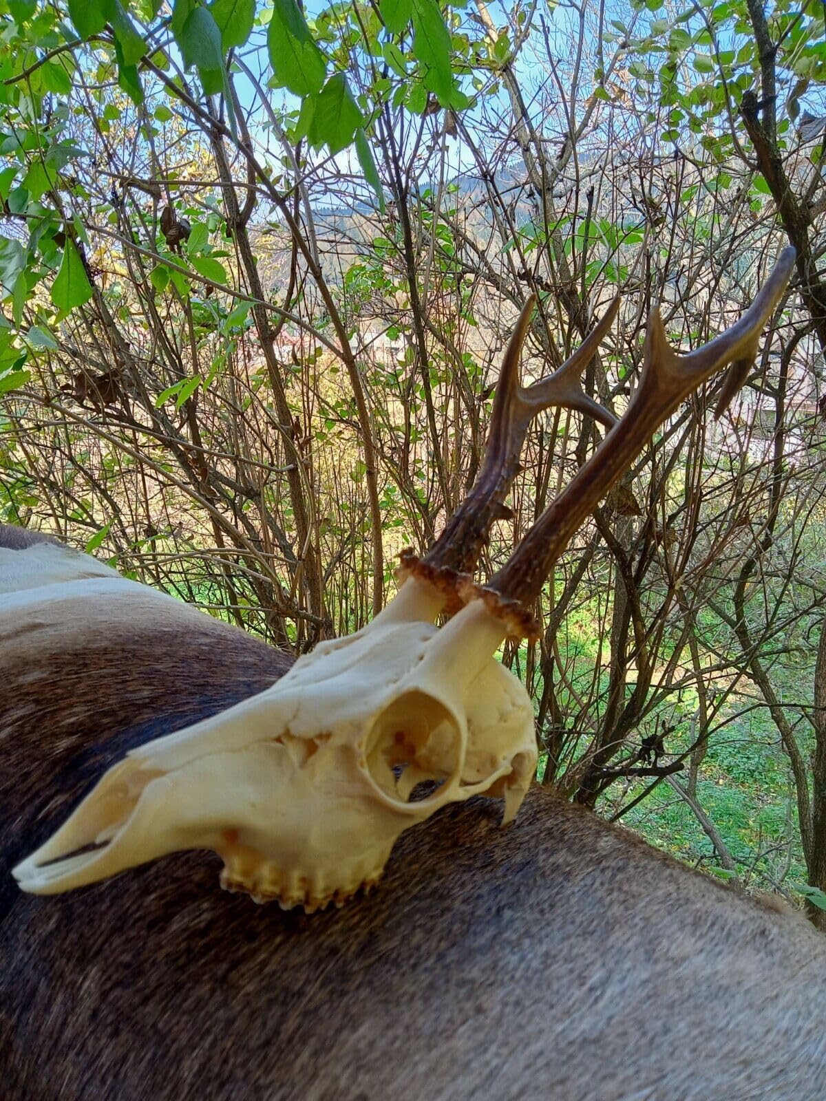 Cráneo de ciervo y cuernos, tanidermia, curación chamánica, decoración gótica del hogar, calavera grande de ciervo