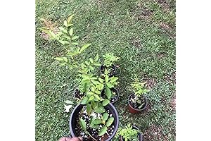 1 pc Starter Plant of Peggy Martin Climbing Roses