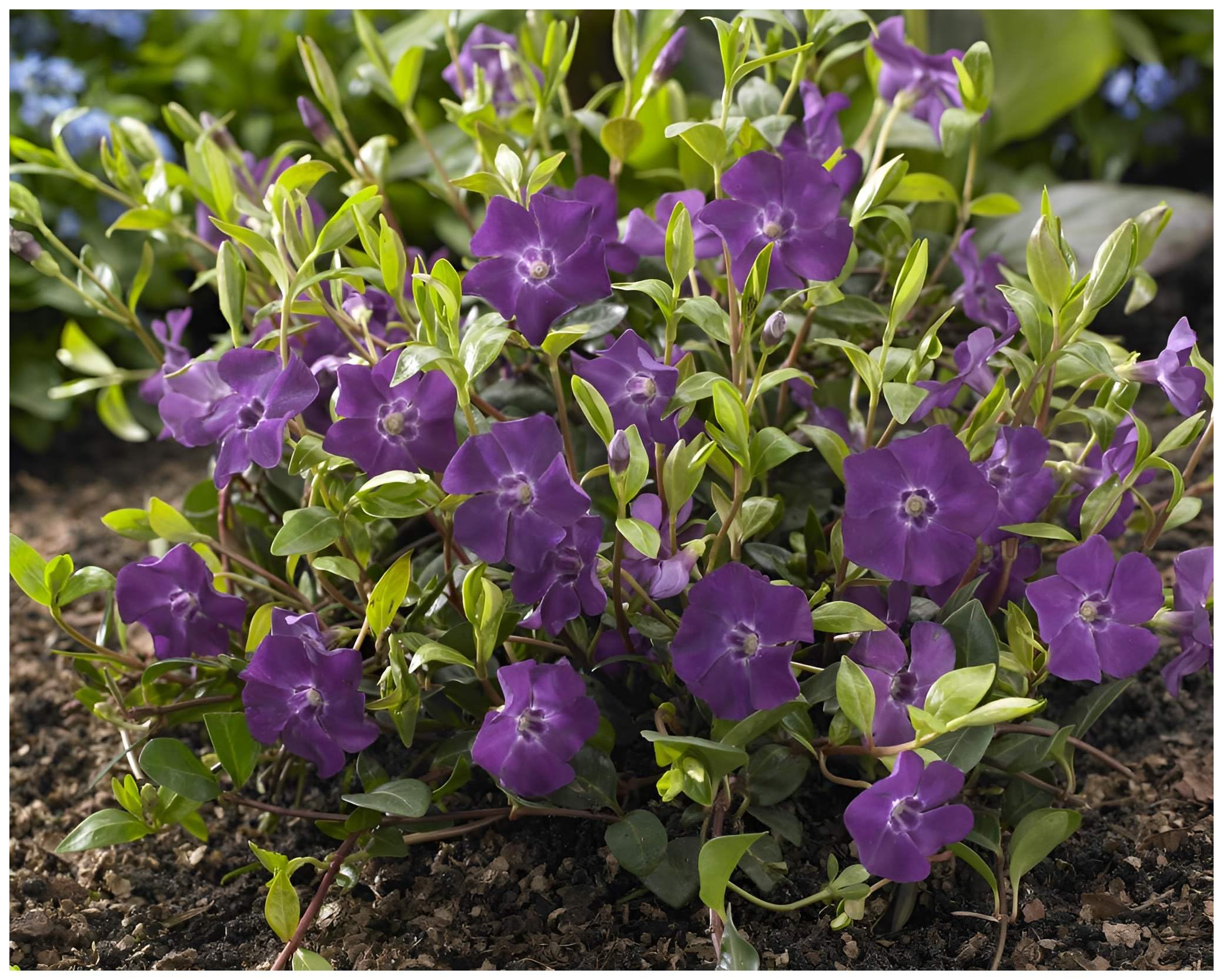 Stauden Gänge 10 x Vinca minor 'Rubra' Immergrün winterhart