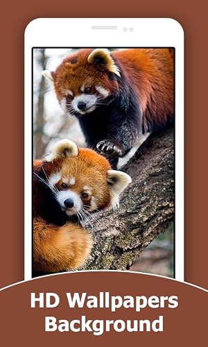 Red Panda HD Wallpapers And Background