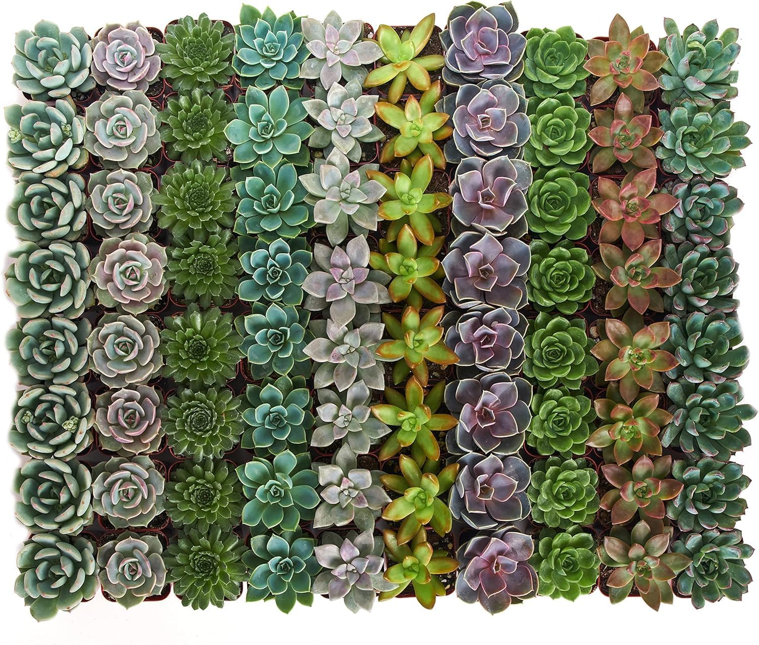 Shop Succulents Rosette Succulent Plant Pack Collection - Live Mini Succulent Plants, Low Maintenance, Floral Shaped Mix of Colors & Textures - Wedding and Party Favors, Gift & Garden, Pack of 64