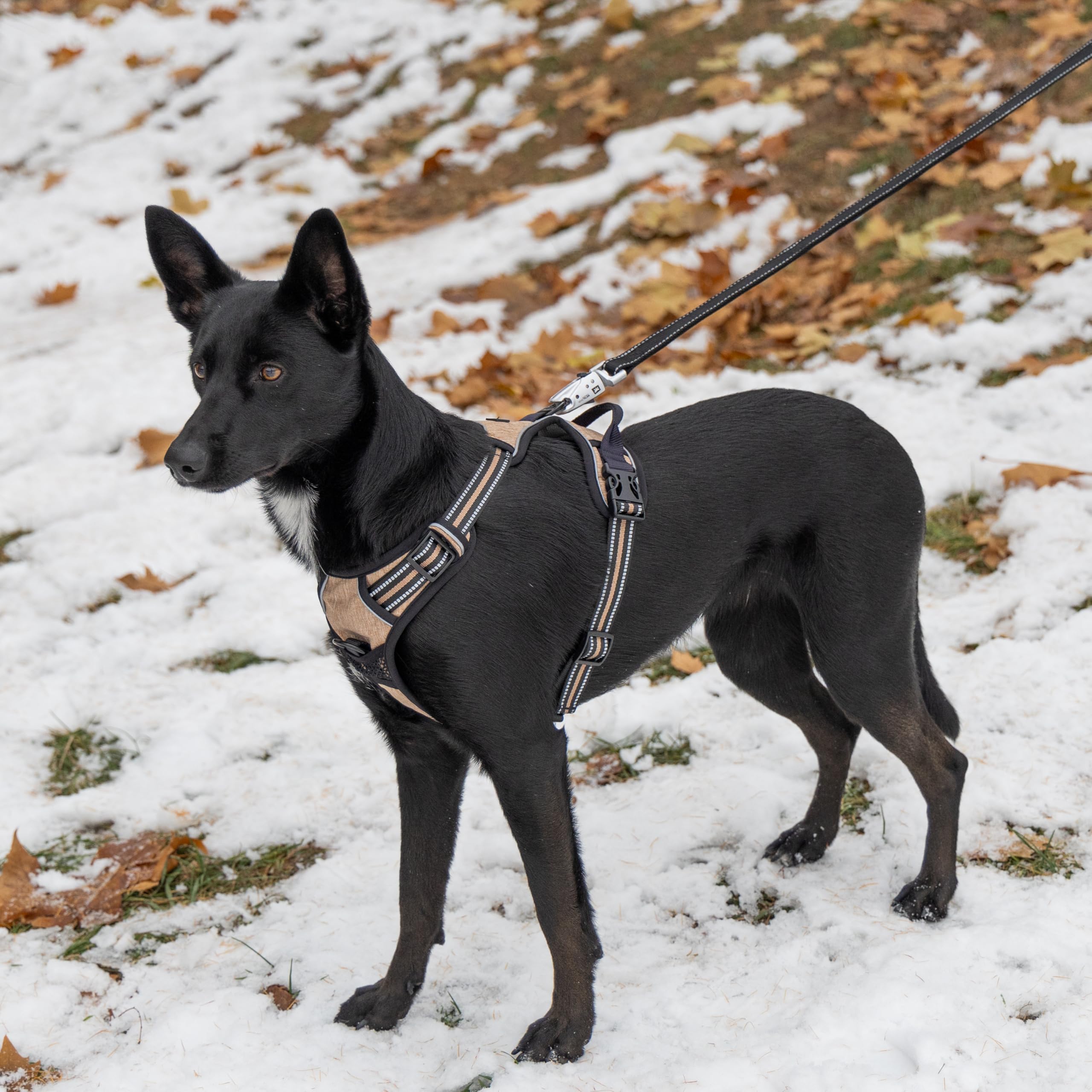 Ferplast Pettorina Cane Taglia Media, 2 Ganci per Massimo Controllo, Anti Tiro, Pettorina Cane Regolabile, Riflettente, Traspirante, Imbracatura Cani ideale per Addestramento M, Beige