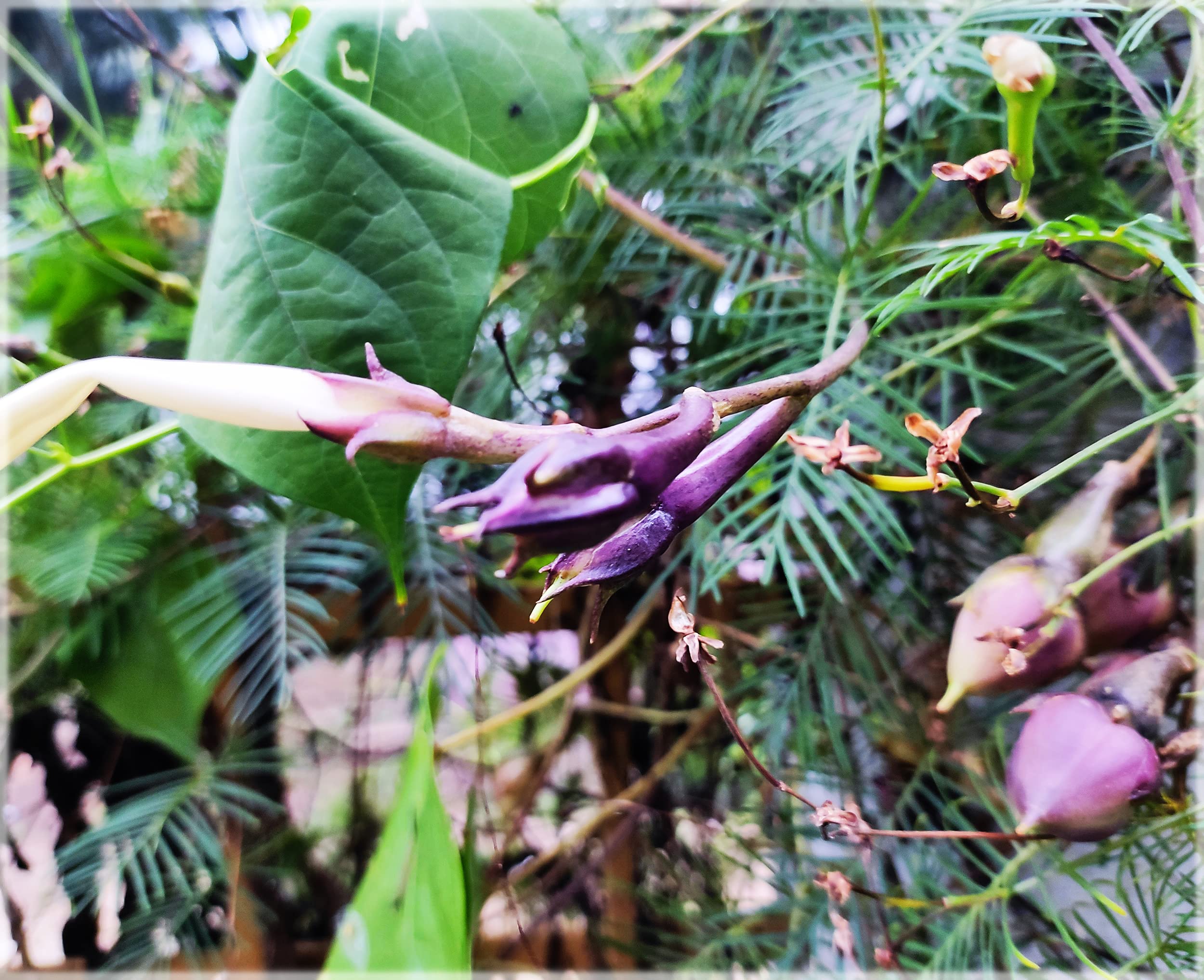 Clove Beans Purple / Ipomoea Muricata / Mookuthi avarai, ( Nithya Vazhuthana ) Traditional Seeds (Pack of 10+ Seeds) - Our Seeds (B0B8DY8LP2) Amazon Price History, Amazon Price Tracker