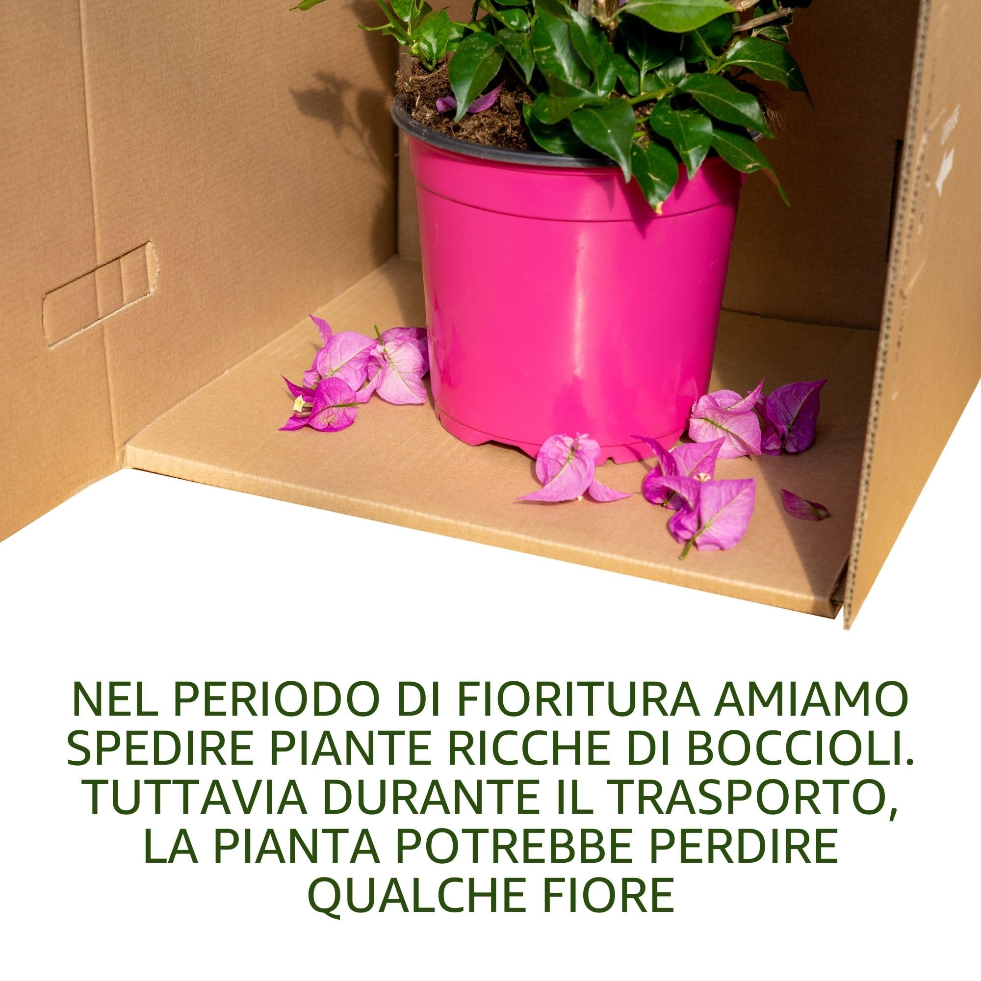 Bougainvillea (Alberello Viola/Fucsia, Vaso 17, h 50 cm)