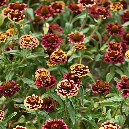 Miniatura 7 de Outsidepride - Zinnia Haageana, 100 semillas anuales, Aztec Burgundy Bicolor, flores bicolor para plantar, burdeos
