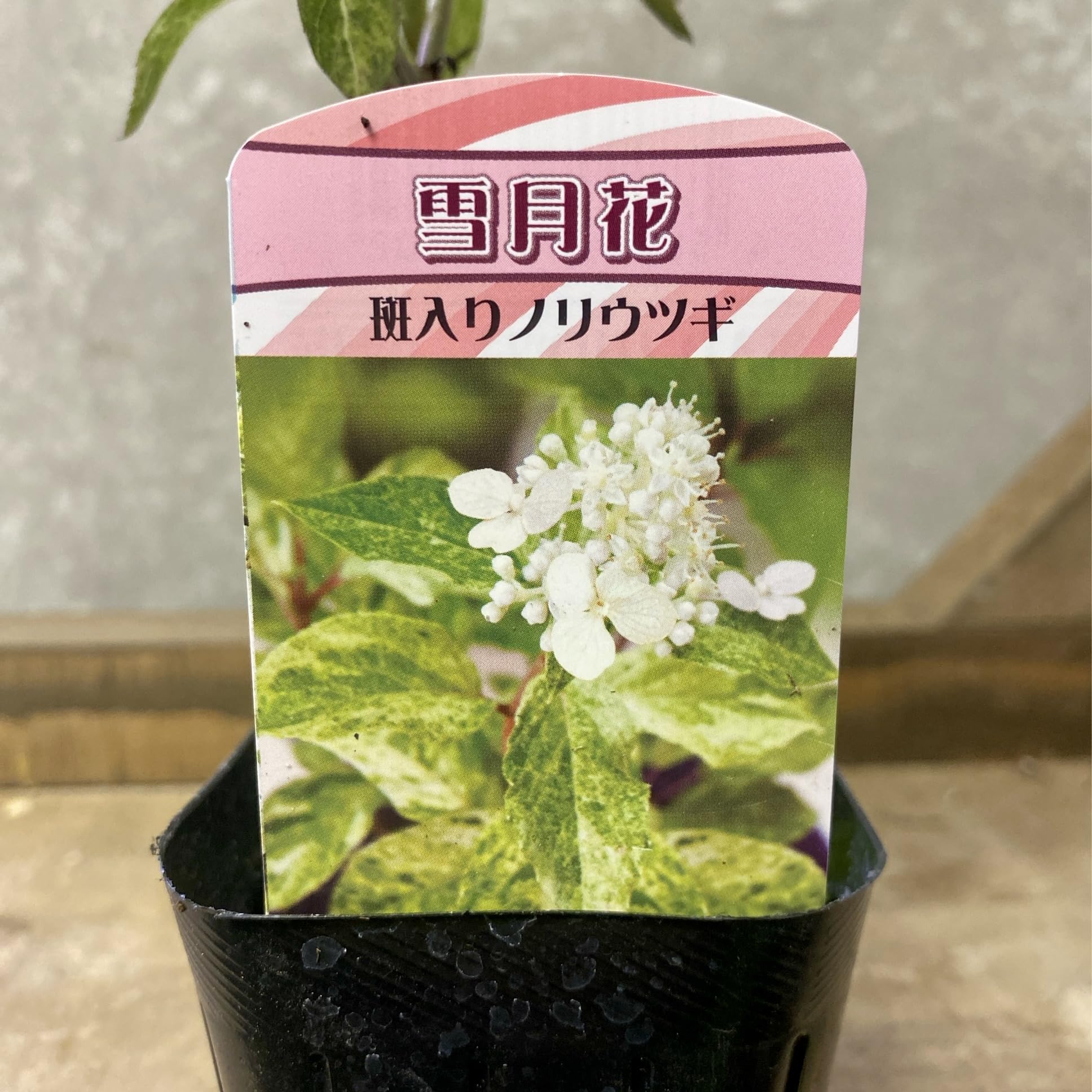 ノリウツギ　苗木　クリーム色の花の落葉樹 楽天市場】【里の木シリーズ】 ノリウツギ 3.5号ポット苗 : 苗木