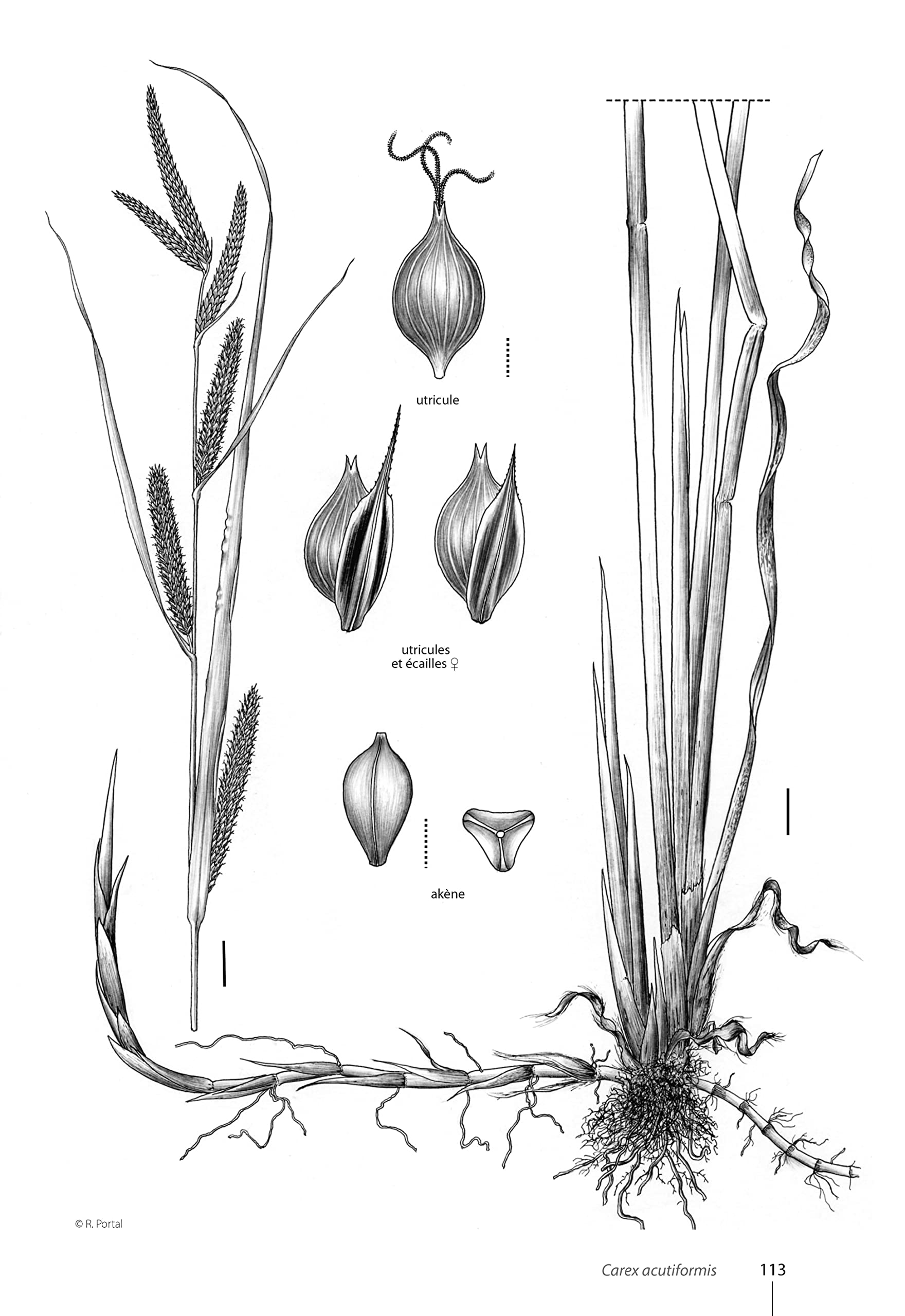 Carex de France