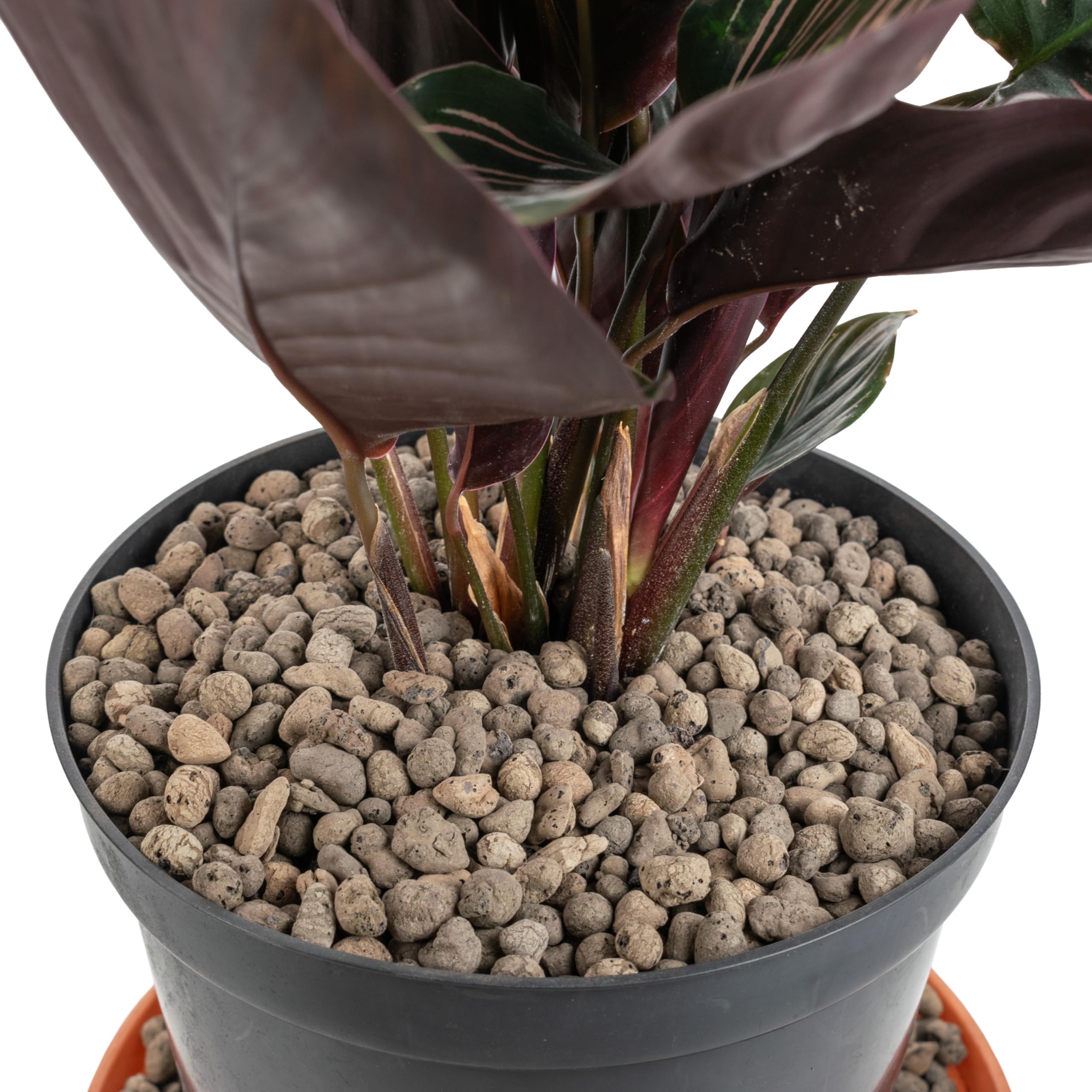 Cost Wise Clay Pebbles (Hydroton) – Expanded Clay Pellets for Hydroponics & Gardening, pH Neutral, Lightweight & Reusable, Available in 1–4mm, 4–8mm & 8–16mm, Multiple Pack Sizes (4-8mm x 30 litres)