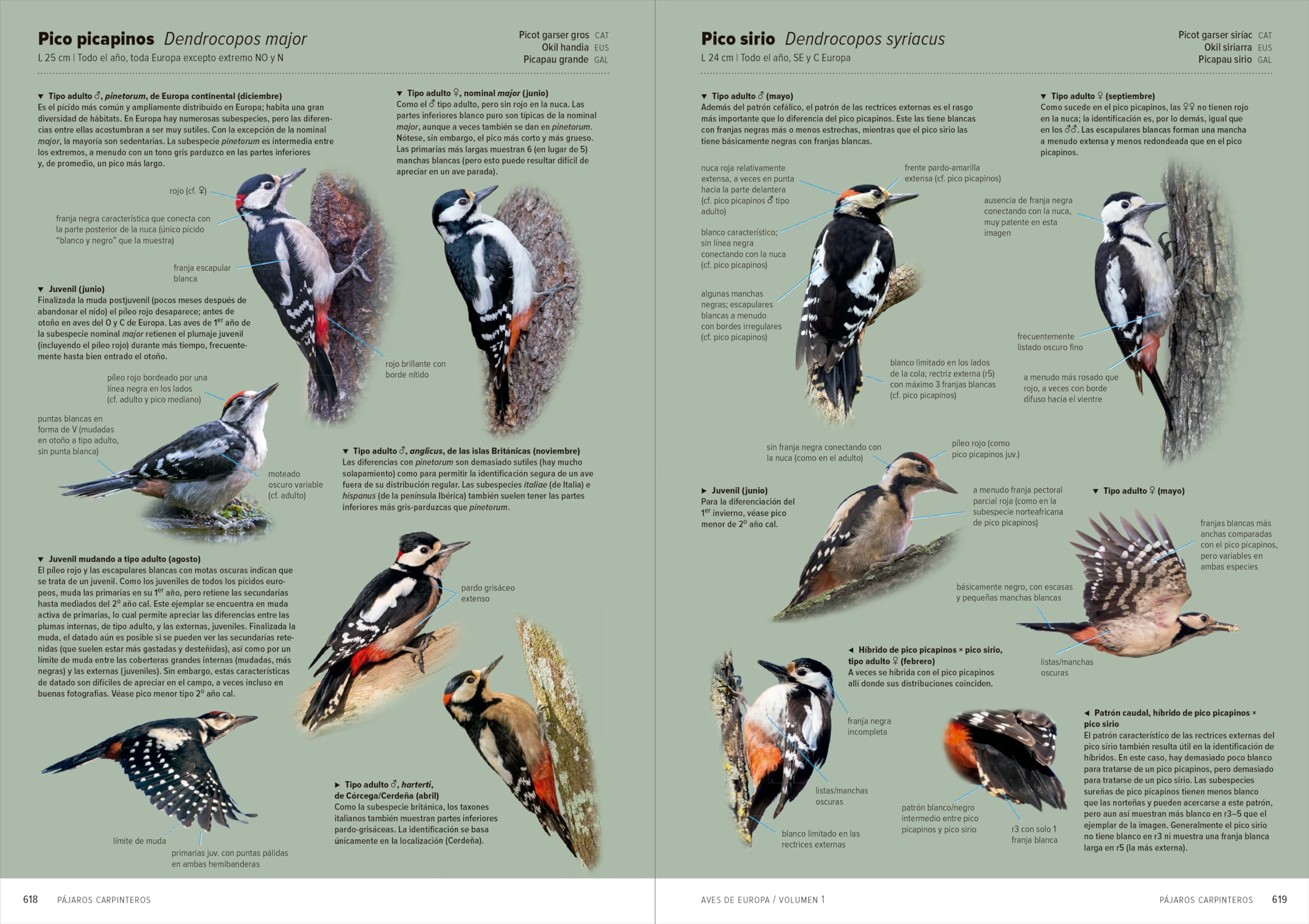 Aves de Europa: Identificación de todas las especies y plumajes