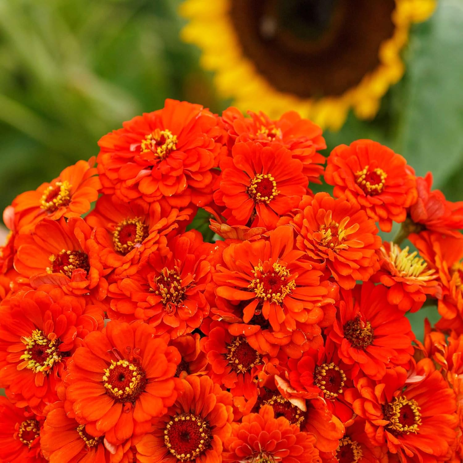 Eden Brothers Zinnia Seeds - Orange King, Non-GMO Seeds for Planting, 1/4 lb | Low-Maintenance Flower Seeds, Plant During Spring, Zones 3, 4, 5, 6, 7, 8, 9, 10