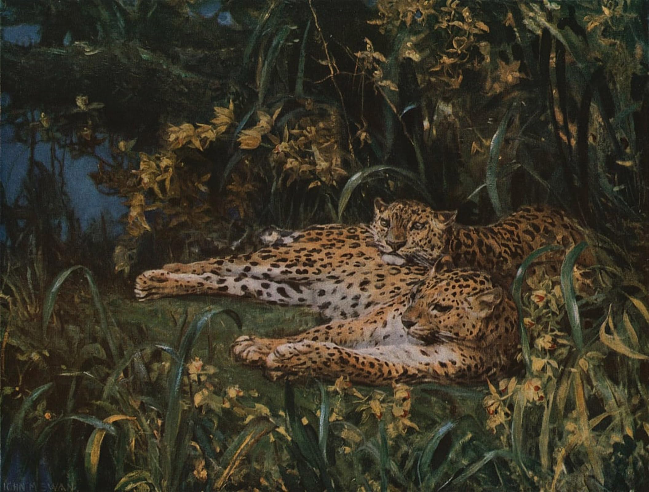 ARTXLXXBN Famous Print Painting Colorful Art Print Indian Leopards by es Swan Canvas Art Decorations for Home Decor 60x90cm