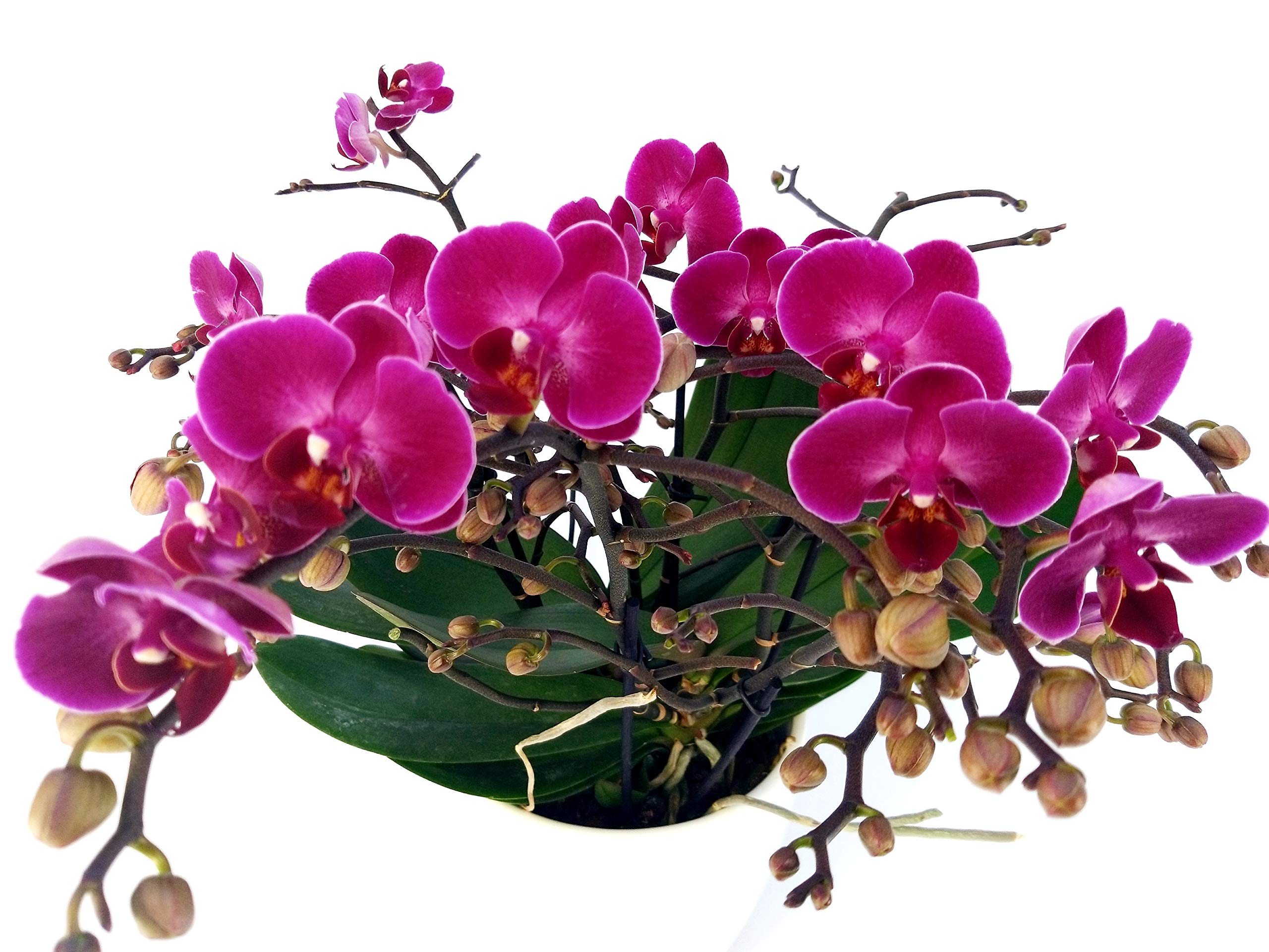 Orchidea Phalaenopsis VERA Con 2 Steli - Pianta Da Appartamento A Fioritura Longeva, In Vaso 10cm, Confezionata Con Cura, Regalo Verde