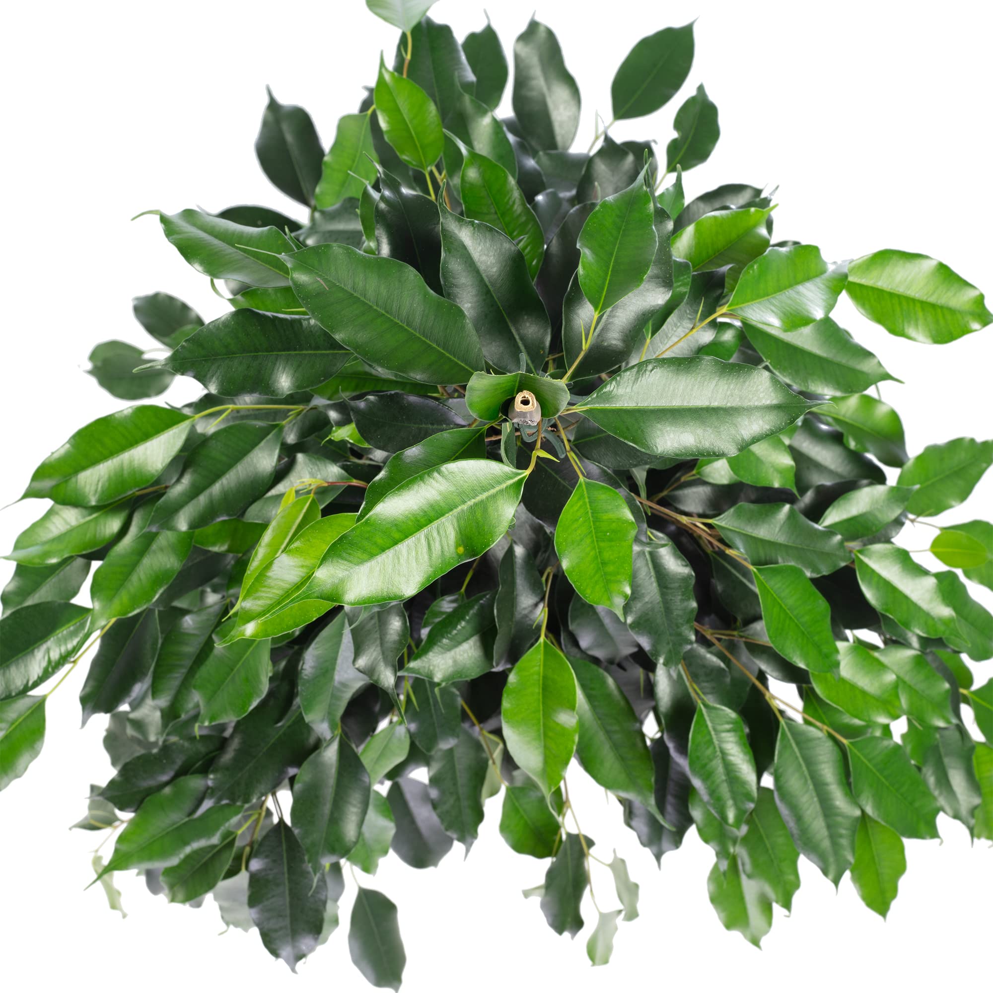 Birkenfeige - pflegeleichte Zimmerpflanze, Ficus benjamini - Höhe ca. 100 cm, Topf-Ø 21 cm