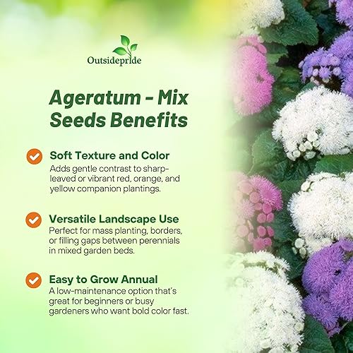 Miniatura 3 de Outsidepride Mix Ageratum Seeds - 10000 semillas de flores anuales para plantar con flores vibrantes y peludas, fáciles de cultivar y tolerantes a