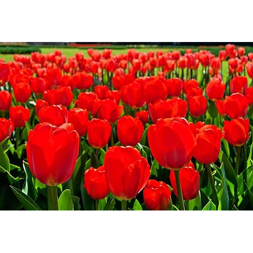 Best Red Tulip Bulbs for Planting - Easy to Grow - Fall Planting Flowers - Bright Perennial for Gardens & Landscapes (10 Bulbs)
