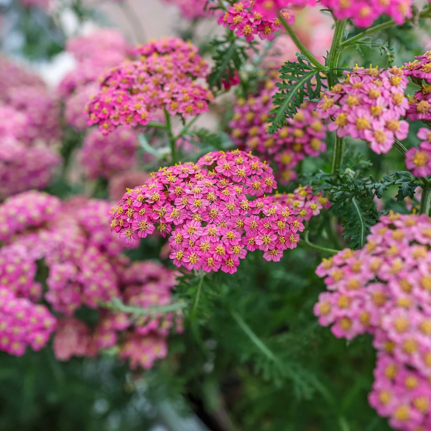 Eden Brothers Yarrow Seeds - Cerise Queen