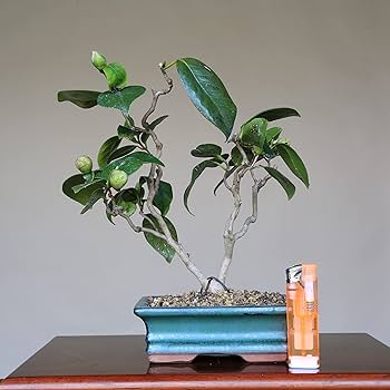 81nTXLsqr7L._AC_UF350,