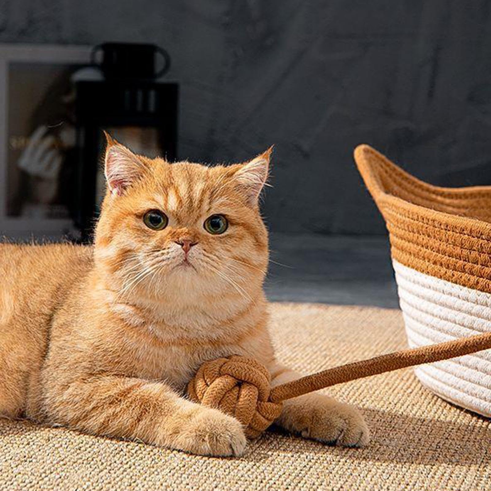 Cesto Lettino Per Gatti In Corda Di Cotone - Cuccia XL Antigraffio Con Cuscino - Foto 3