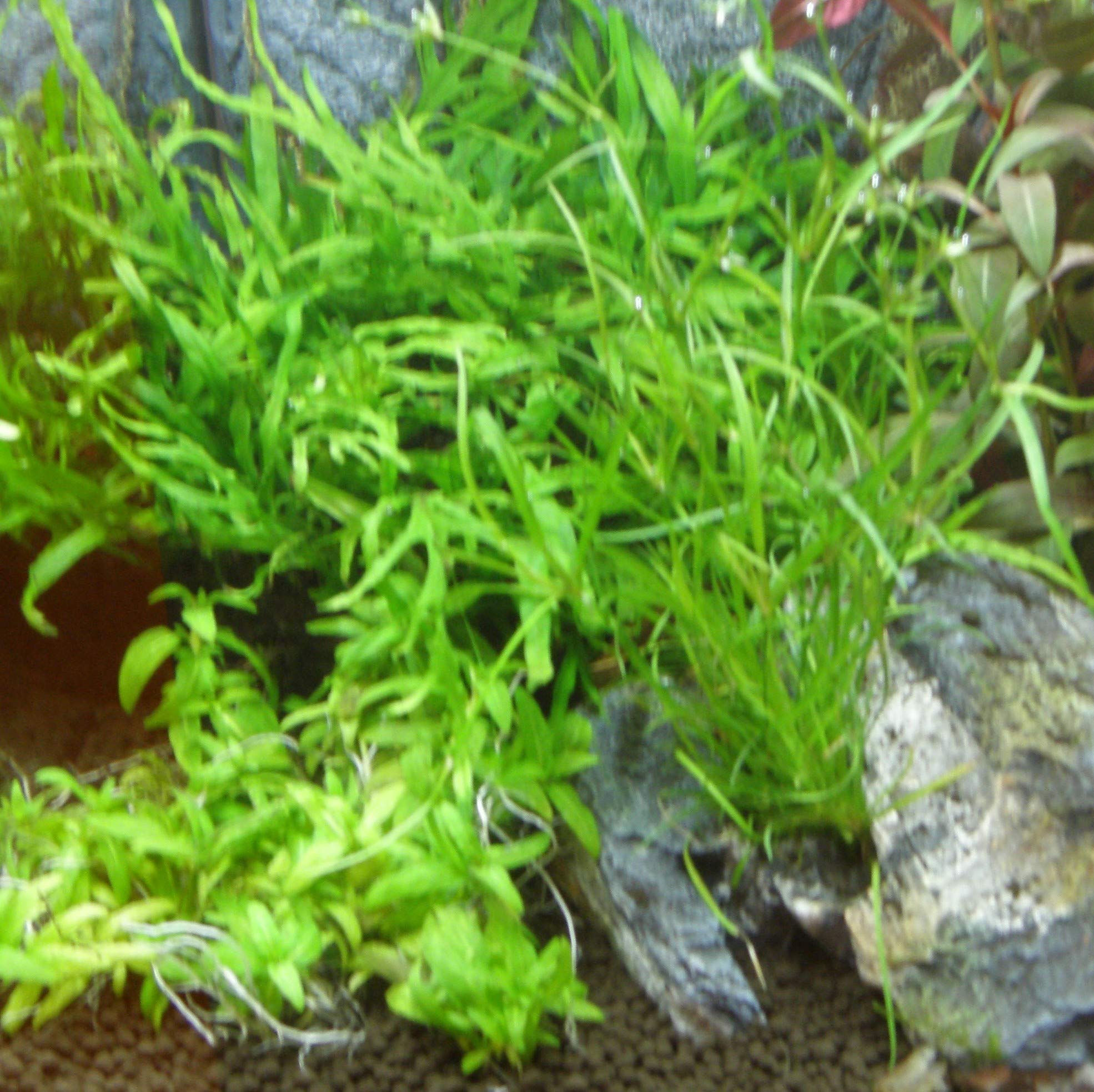 Set XXL composto da 150 piante acquatiche, fertilizzante, condizionatore