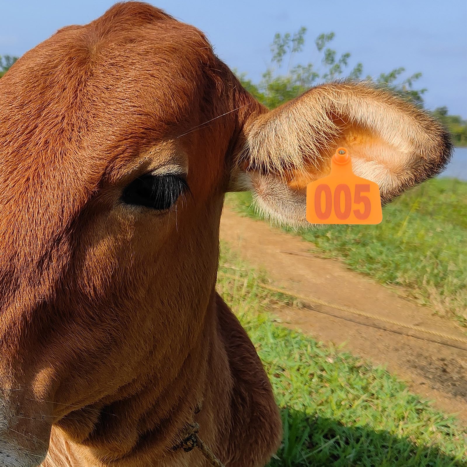 KESYOO 100 etichette per orecchie di bestiame arancione con numero, in plastica resistente, di piccole dimensioni, per mucche, pecore e maiali, adatte per l'identificazione e la gestione in fattoria e