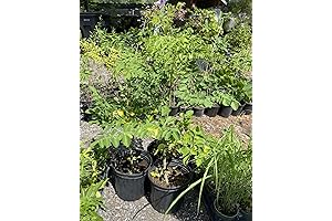 No CA, Big Moringa Oleifera Tree Live Plant, 24 to 36 Inches...