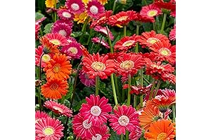 Gerbera Daisy Seeds for Planting: A Non-GMO Garden of Vibrant Blooms