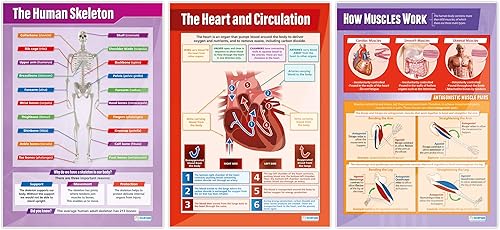 Miniatura 2 de Daydream Education Pósters de ciencia del cuerpo humano, juego de 5, extra grandes, 33 x 23.5 pulgadas, papel brillante, decoración de aula de
