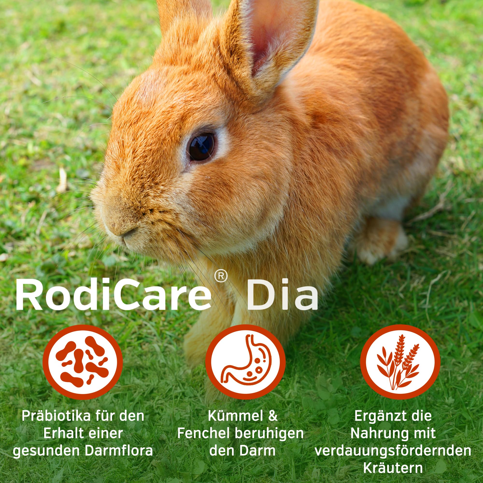 Alfavet RodiCare Dia, Ergänzungsfuttermittel für Zwergkaninchen und Meerschweinchen, bei Durchfall, mit Natriumbutyrat, zuckerfrei, 3 Injektoren à 12 ml