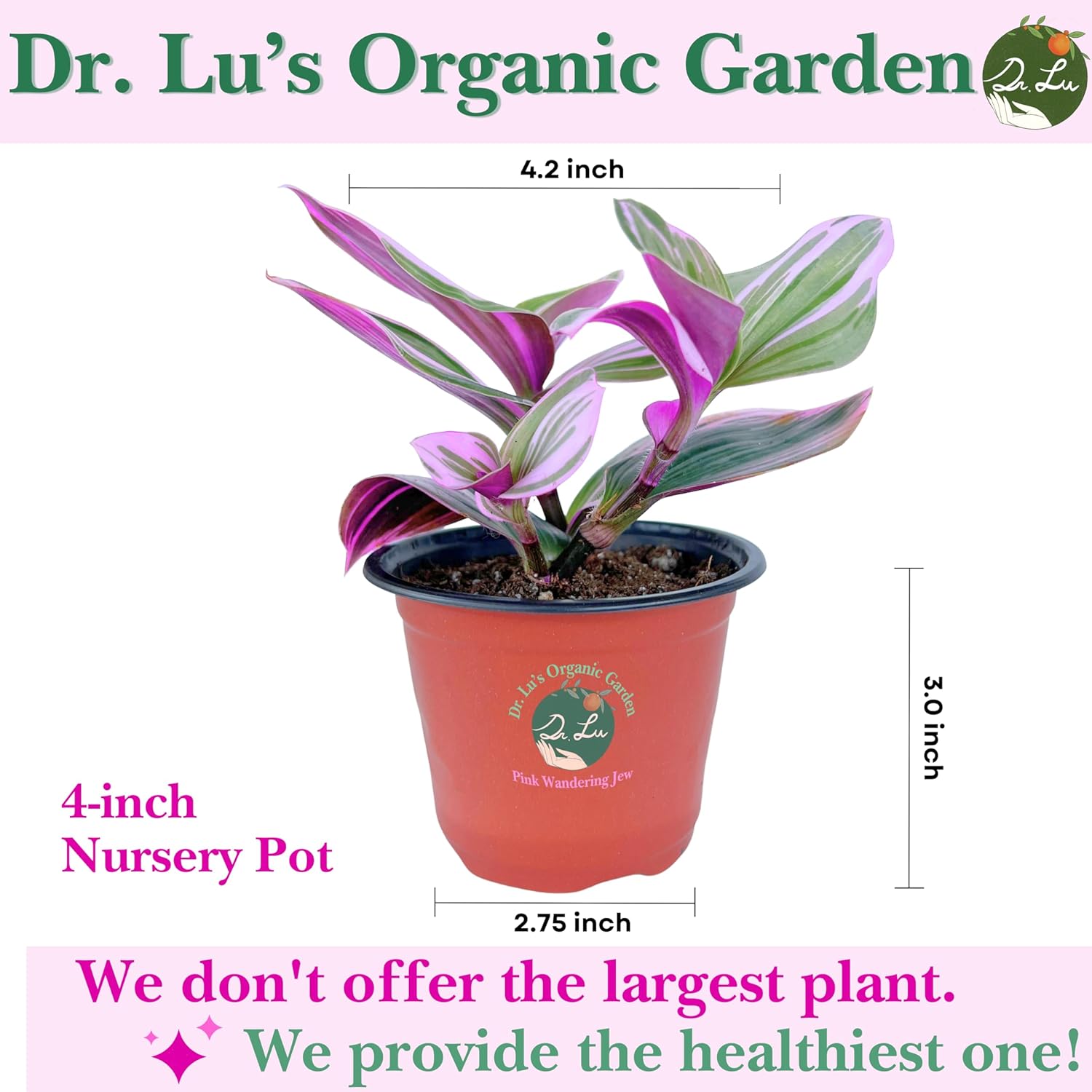 Dr. Lu’s Organic Pink Wandering Jew Live Plant | Rare Tradescantia Nanouk | Rooted House Plants | Easy Grow Indoor Plants | 4'' Nursery Pot