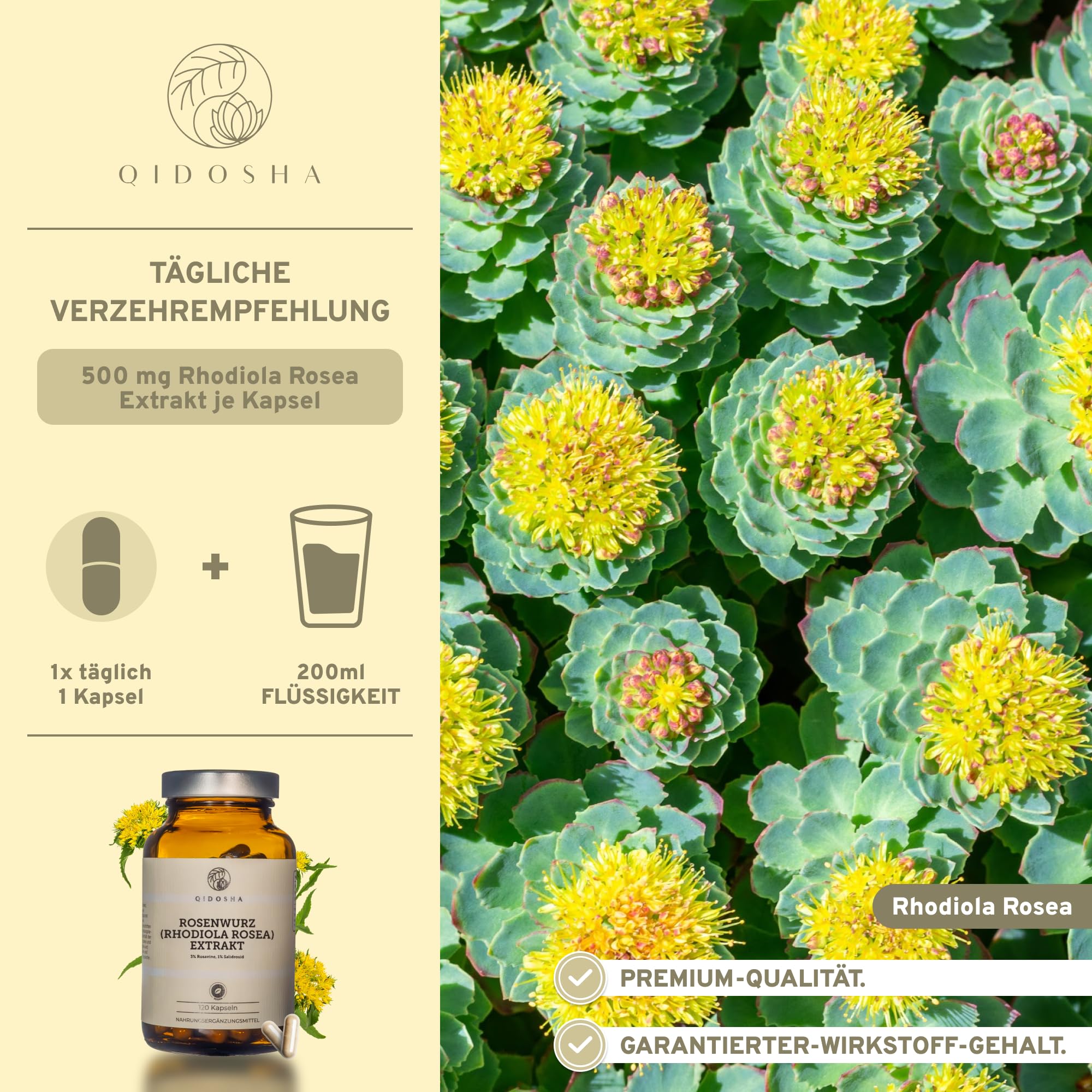 QIDOSHA® Rosenwurz (Rhodiola Rosea) Extrakt, testierter Wirkstoffgehalt, 120 Kapseln im Apothekerglas, jede Charge laborgeprüft, deutsche Fertigung