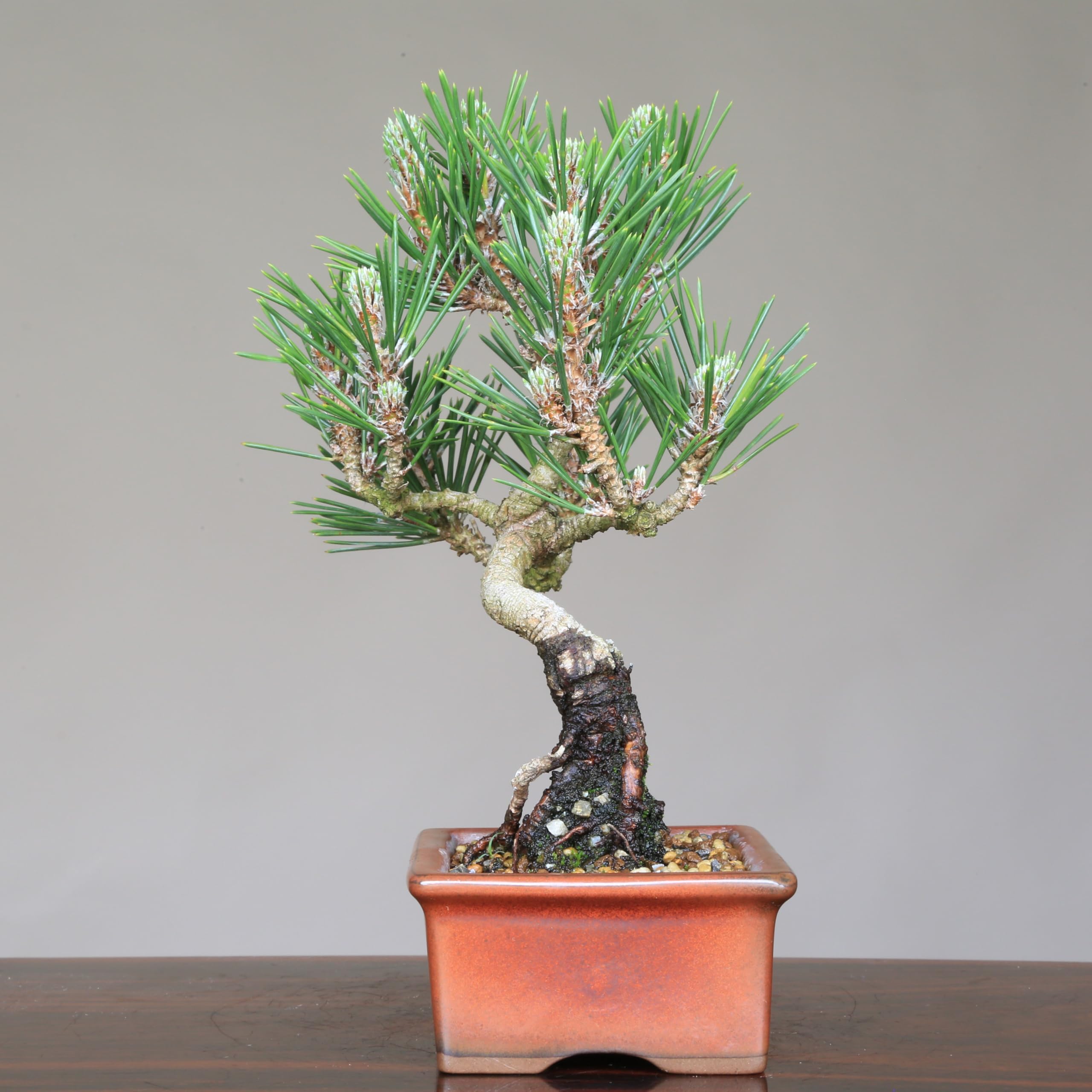 Amazon.co.jp: 黒松『寿』小品盆栽【泰寿園 Online】 : DIY・工具