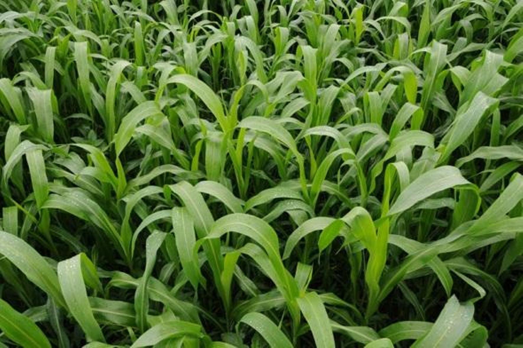 Buy Seedstores Sudan Grass Hybrids Seeds For Growing 500 Gm