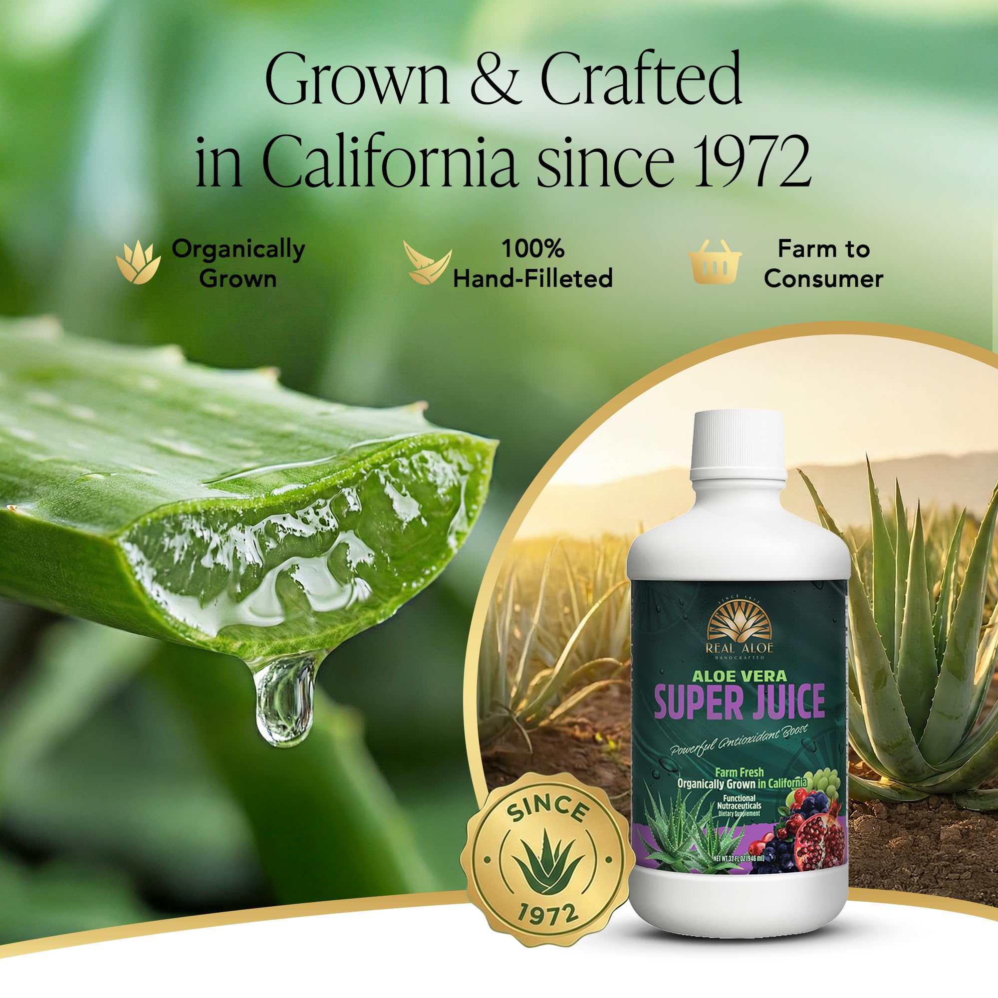 Gerek Aloe Vera Sper Meyve Suyu, 32 Sv Ounce : Amazon.com.tr: Gda  rnleri