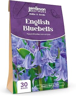 English Bluebell Bulbs 30 Bulb Pack, Quality True English Bluebells – Plant in Gardens, Borders & Flowerbeds – Flower Bulbs by Jamieson Brothers…