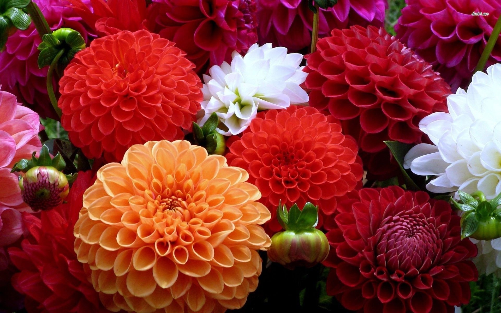 Creative Farmer Flower Seeds Dahlia-Unwin Dwarf Flower Seeds For Commercial Purpose-500 Seeds