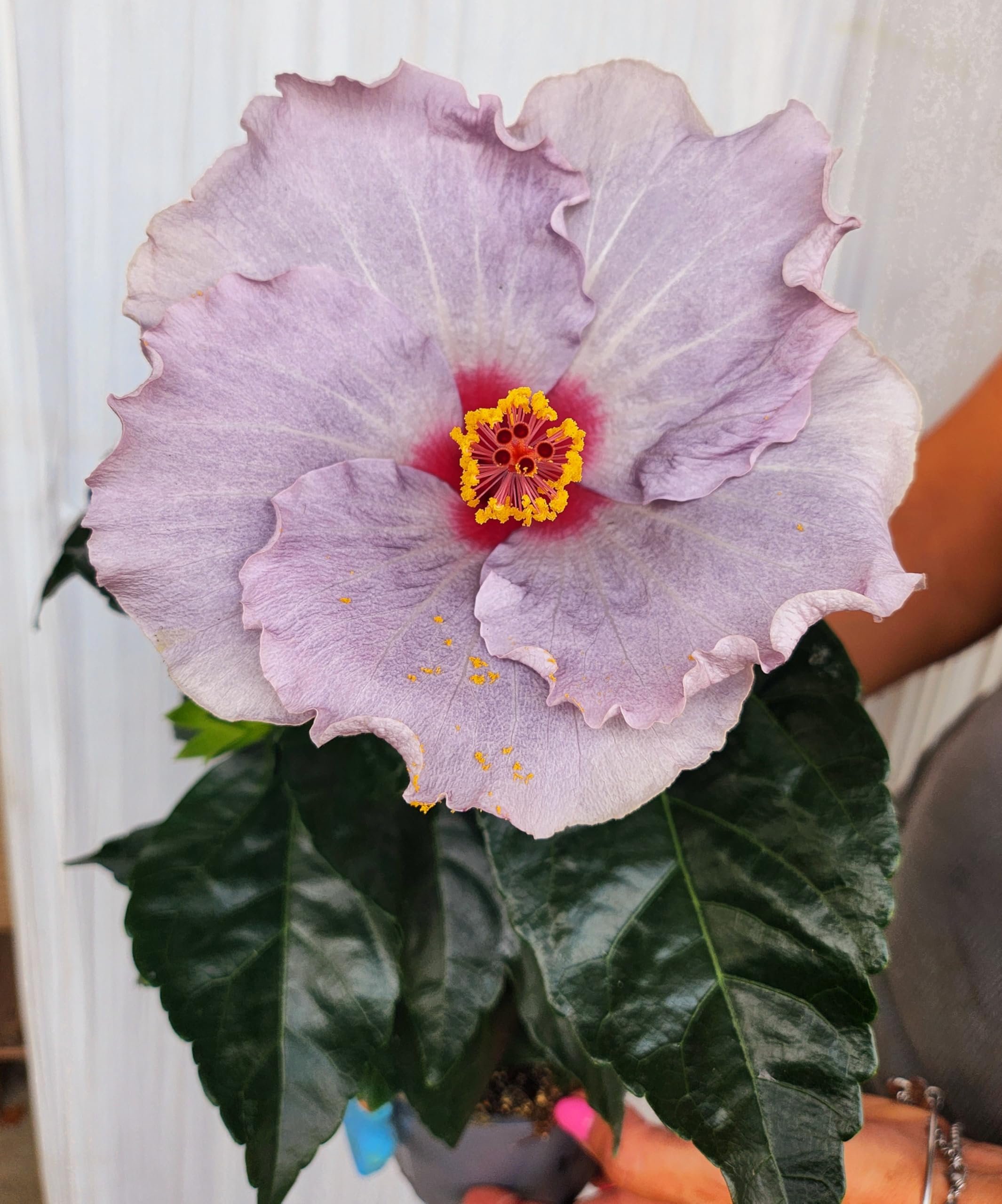 POWERS TO FLOWERS - HYBISCUS, IBISCO COLOR LAVANDA, VASO 14CM, FIORE XXL, pianta vera