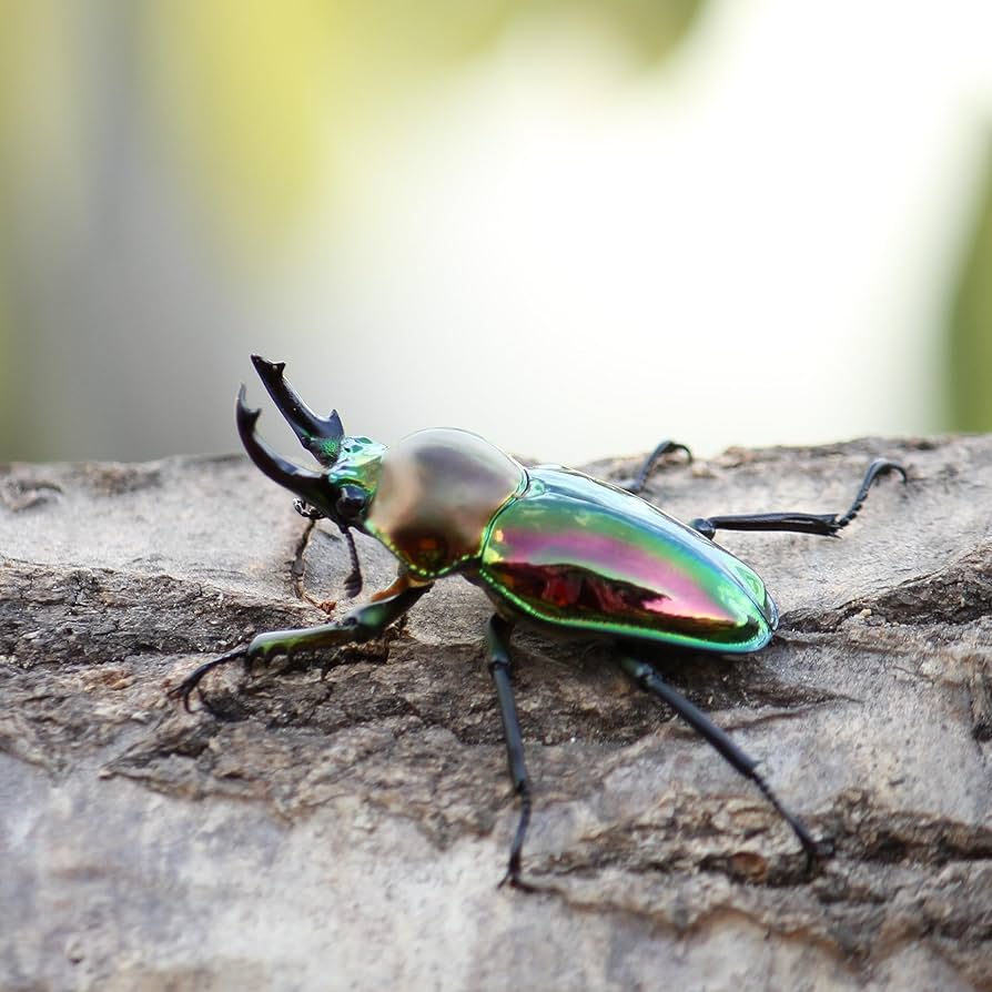 Amazon | [BIG HORN]ニジイロクワガタ 成虫 40ミリUPオス単品 S