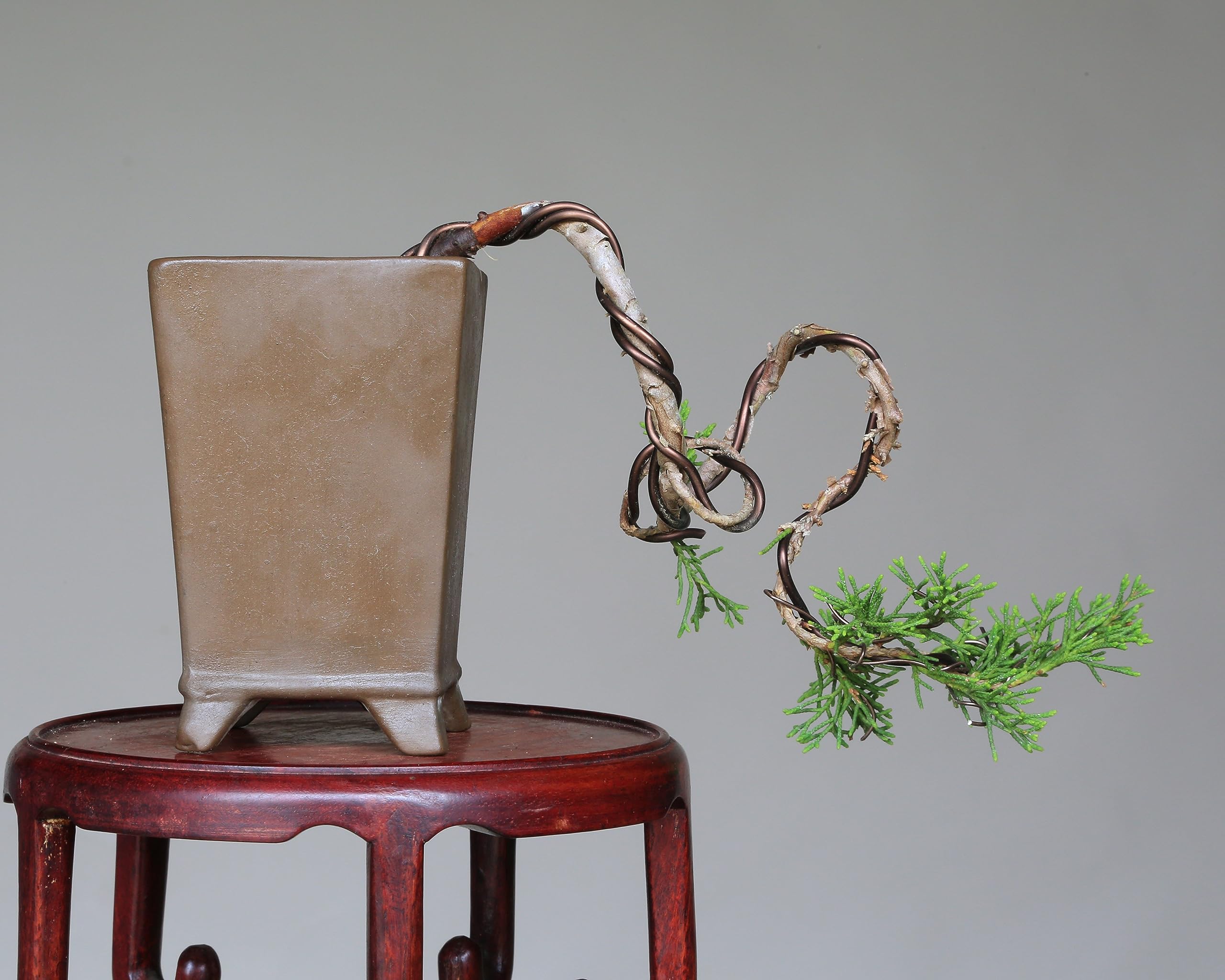 Amazon.co.jp: 糸魚川真柏 懸崖づくり 小品盆栽 【泰寿園 Online