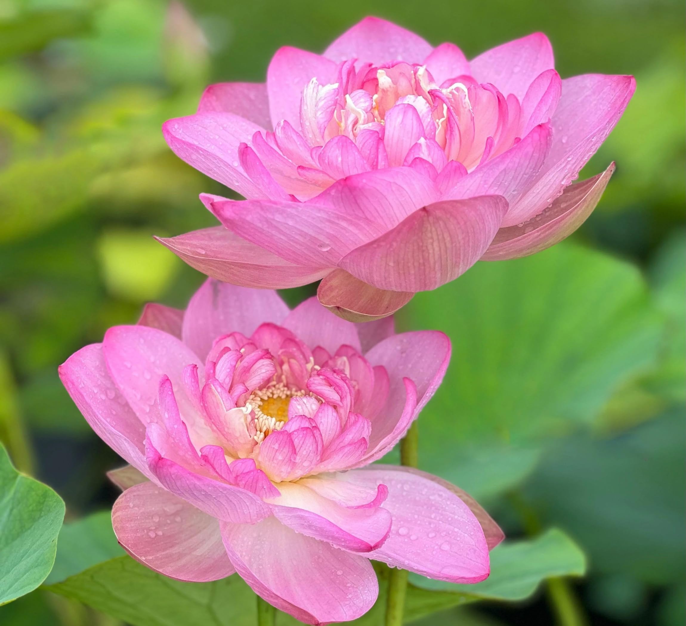 Red Lotus Plant - Blooms in 30 Days! -7